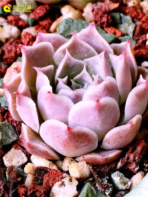 阳光下的多肉,看脸的世界