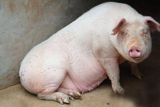 母猪的产后护理,究竟应该怎样做?很多养猪人在这上面吃亏了!