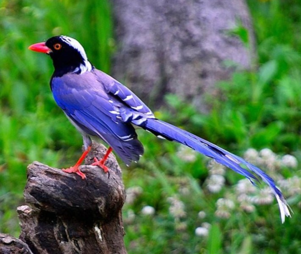 秋天里的红嘴蓝鹊