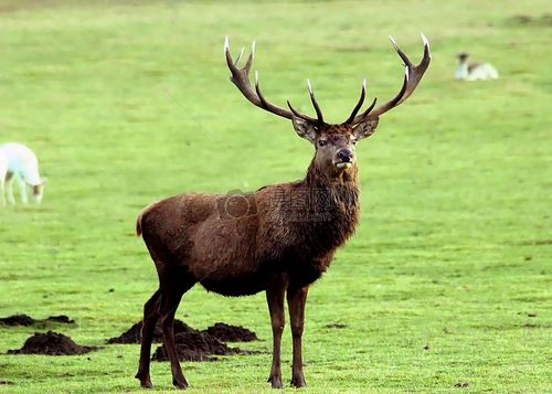 草原上健壮的雄鹿