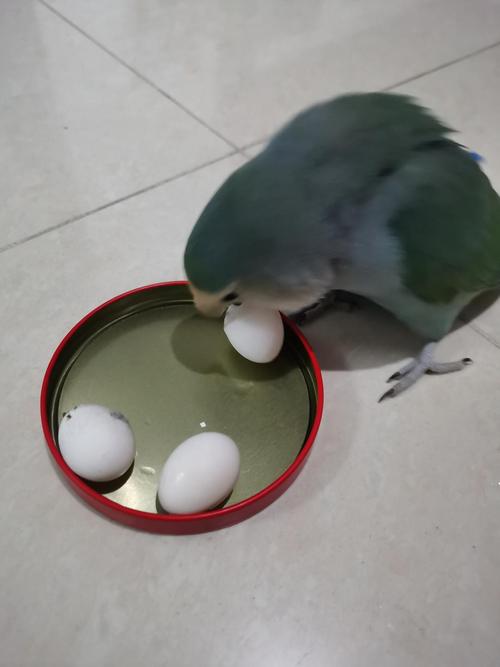 母单鹦鹉一直生白蛋怎么办觉得生蛋那么多毛都没空理了