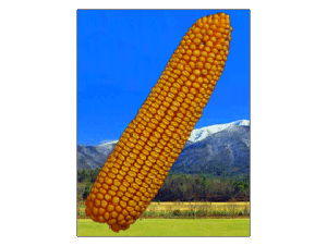 丹玉-701号玉米种产品详细介绍