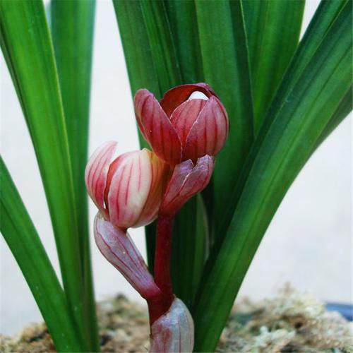 正品春剑红荷 春带浓香红色荷瓣花苞出售 好养兰花苗花卉盆栽草