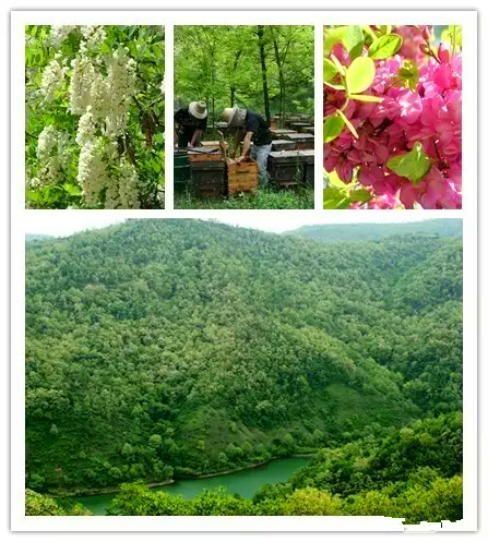 又是一年槐花季,第十三届(永寿)槐花节邀你闻香来!