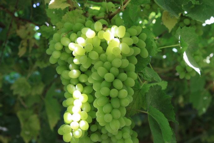 新疆美景之葡萄沟的葡萄熟了