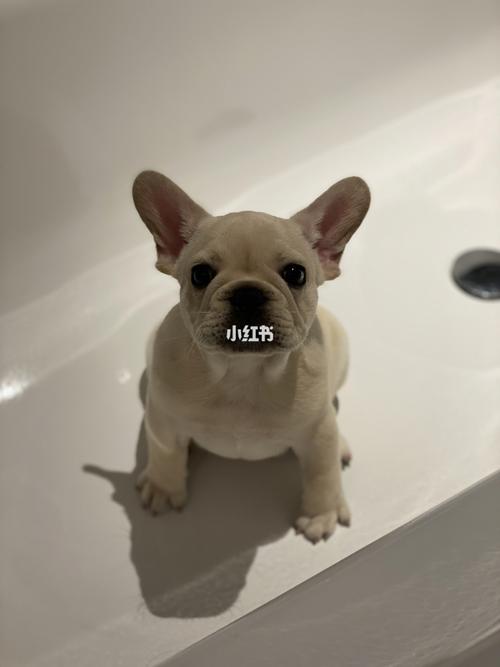 fugu法斗成长日记·怎么给法斗绑耳朵_法斗_胶带_葡萄