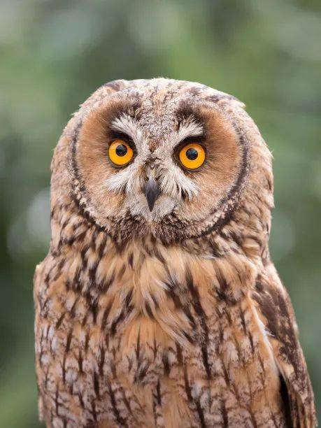 眼睛不能向不同方向转动  习 性: 猫头鹰大多栖息于树上,部分种类栖息