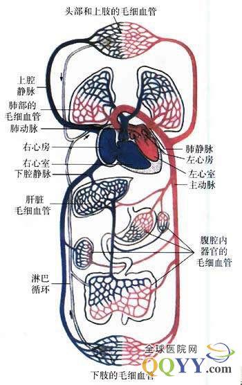 血液循环途径示意图