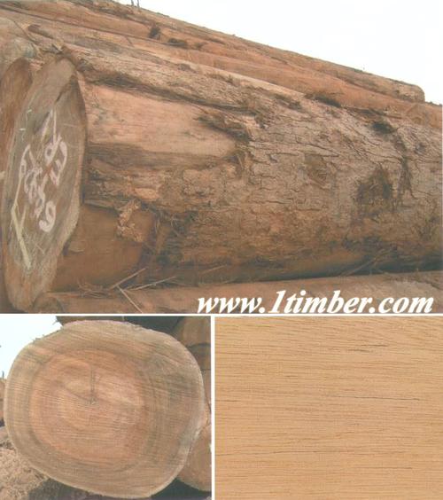 不规范名称:臭酸仔,白芸香木