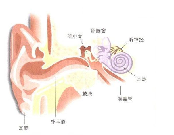 人体听觉系统解剖图-人体解剖图
