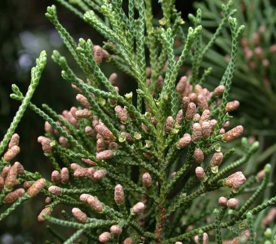 江苏龙柏,龙柏批发,龙柏基地,龙柏直销商.