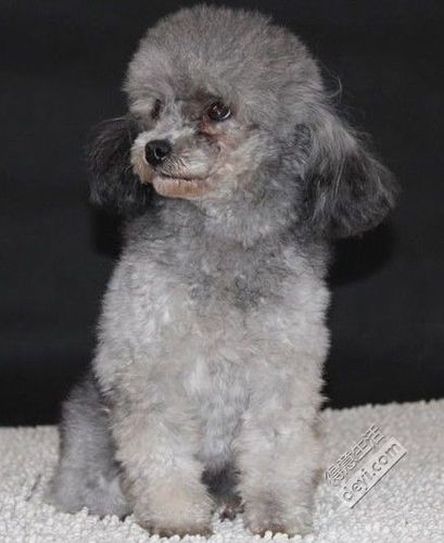 茶杯体灰色贵宾出售