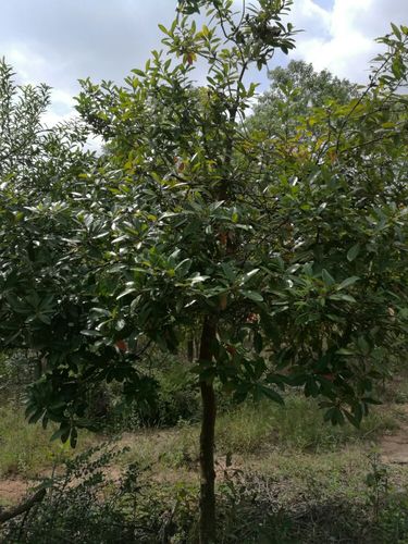 百荔~河源~连平~五禾苗木场欢迎您.