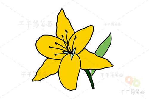 黄百合花简笔画 幼儿绘画