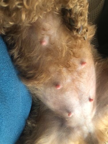 大神们帮忙看看交配三十八天的狗狗是否怀孕