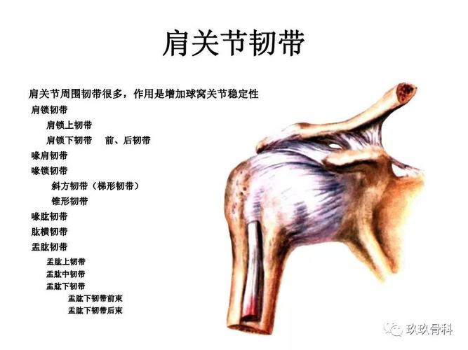 超全丨肩关节韧带及损伤mr表现