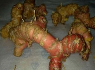 南姜和良姜区分是什么呢