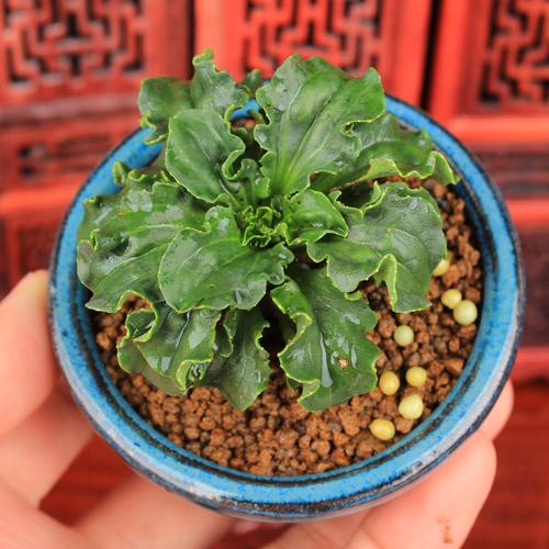 车前草盆栽万园日本本山野草皱叶狮子头配草可爱绿植