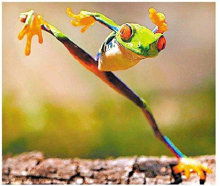 摄影师抓拍功夫青蛙模仿李小龙练功图