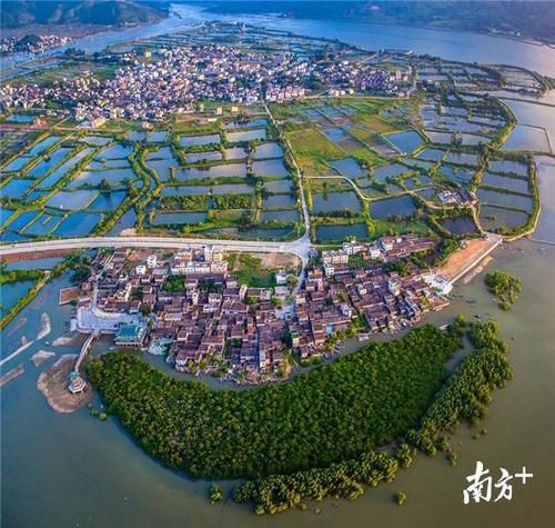 考洲洋红树林.