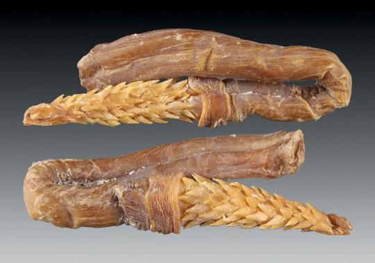 流水号:hz-6444 名  称:虎鞭 尺  寸:直径:12.