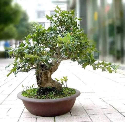 满身"刺"的枸骨,花点功夫也能驯化成盆景!