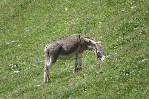 可爱的小毛驴锦集