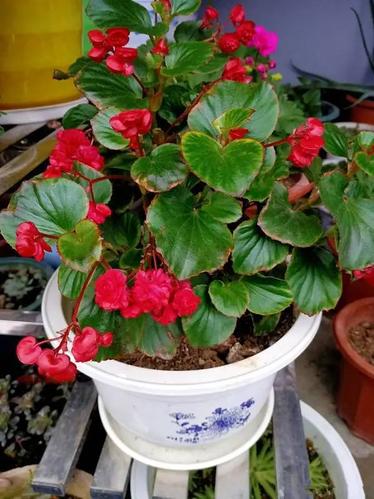  p>澜沧秋海棠是多年生草本植物,生于海拔1600米阴湿阔叶林下. /p>