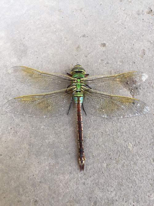 今天在家楼下看到一只很漂亮的碧伟蜓,一动不动的应该