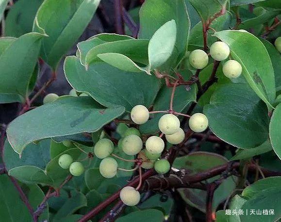 这种野生植物就是"金刚藤",它是藤蔓型草本[详细]2021-05-06 07:26:15