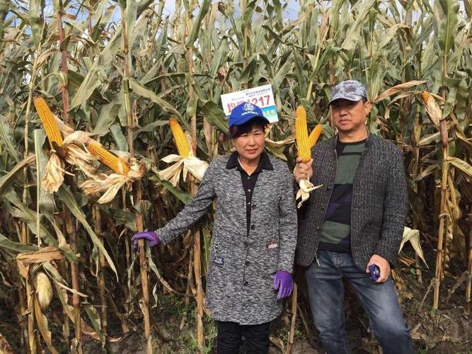 2020年襄垣博丰农资门市玉米新品种分享