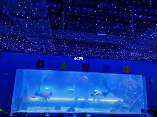 许昌海洋馆二刷,比一刷更详细的攻略_海洋馆_星空_艺术馆_暑假_水母