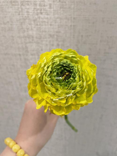 黄色锦鲤洋牡丹_牡丹_洋牡丹_家居家装_家居装饰