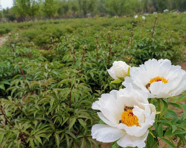 一一德州减河牡丹园记(b篇2019.4.29