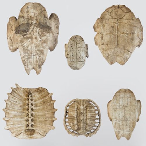 做旧龟背树脂工艺品仿真甲骨文龟壳摆件复古文玩化石标本定制货源