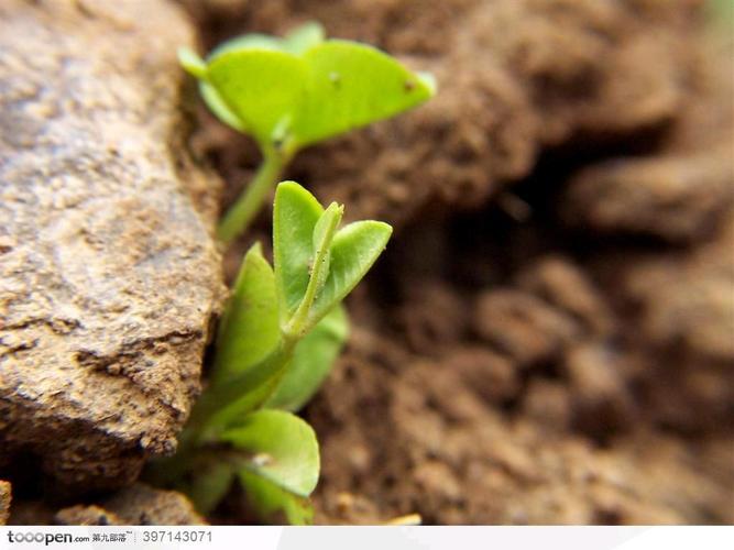 我是一粒藏在石头下的种子