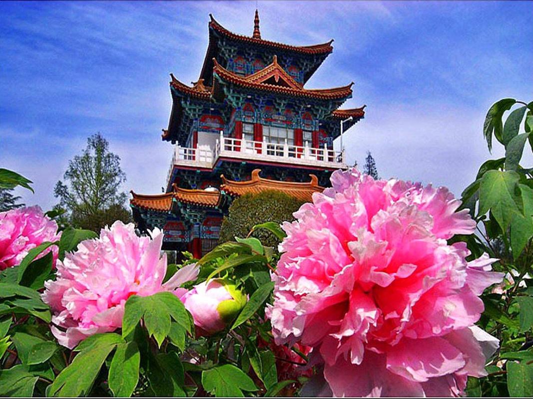 2021洛阳牡丹花会2021年第39届洛阳牡丹文化节