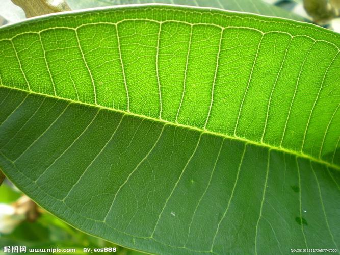 叶脉图片