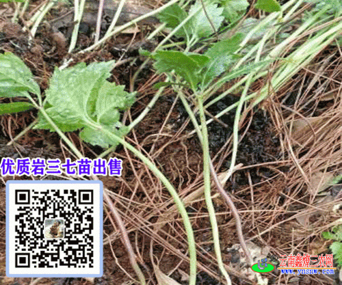 岩三七苗成什么样子云南岩三七苗供应商