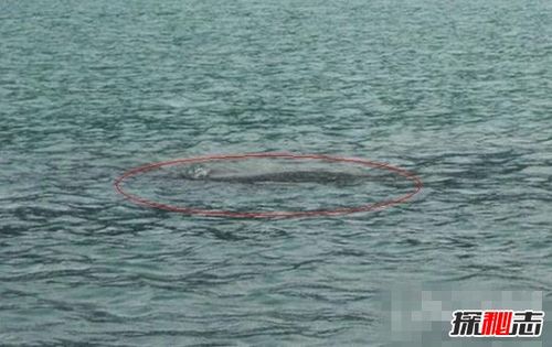 欧肯纳根水怪真的存在吗体长150米的巨型水龙