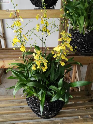 深圳a级蝴蝶兰石斛兰跳舞兰高档创意盆栽开业乔迁庆典