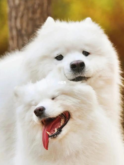 萨摩耶壁纸_壁纸_萨摩耶_素材_壁纸