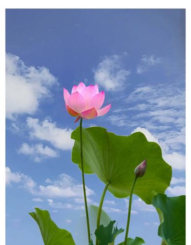 荷花芬芳满池塘,蓝天白云影草香,酷夏恋情红似火,姹紫嫣红赏花忙.
