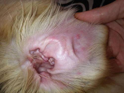 宠物耳炎耳螨怎么办