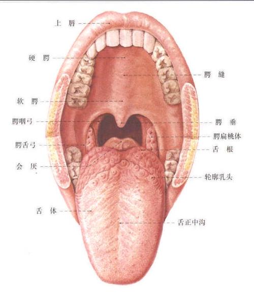157.口腔的结构 (1)
