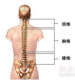 人类脊柱由24块椎骨(颈椎7块,胸椎12块,腰椎5块),1块骶骨和1块尾骨借