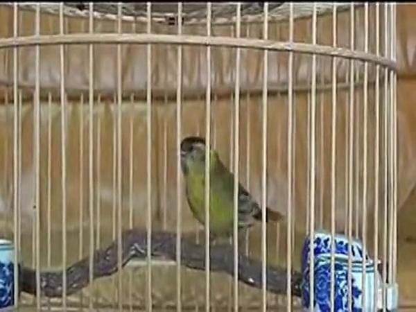 好听的鸟叫声 洮南吕二的黄鸟叫声