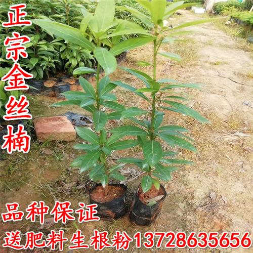 四川金丝楠木苗正宗金丝楠苗名贵小叶桢楠树苗金丝楠木苗楠木树苗