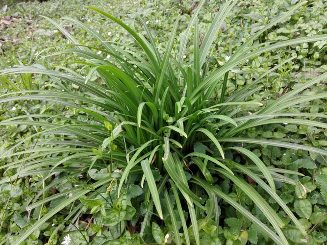 ⑦起阳草