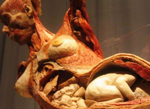 世界首座人体博物馆,内部构造极度逼真,竟禁止6岁以下儿童入内